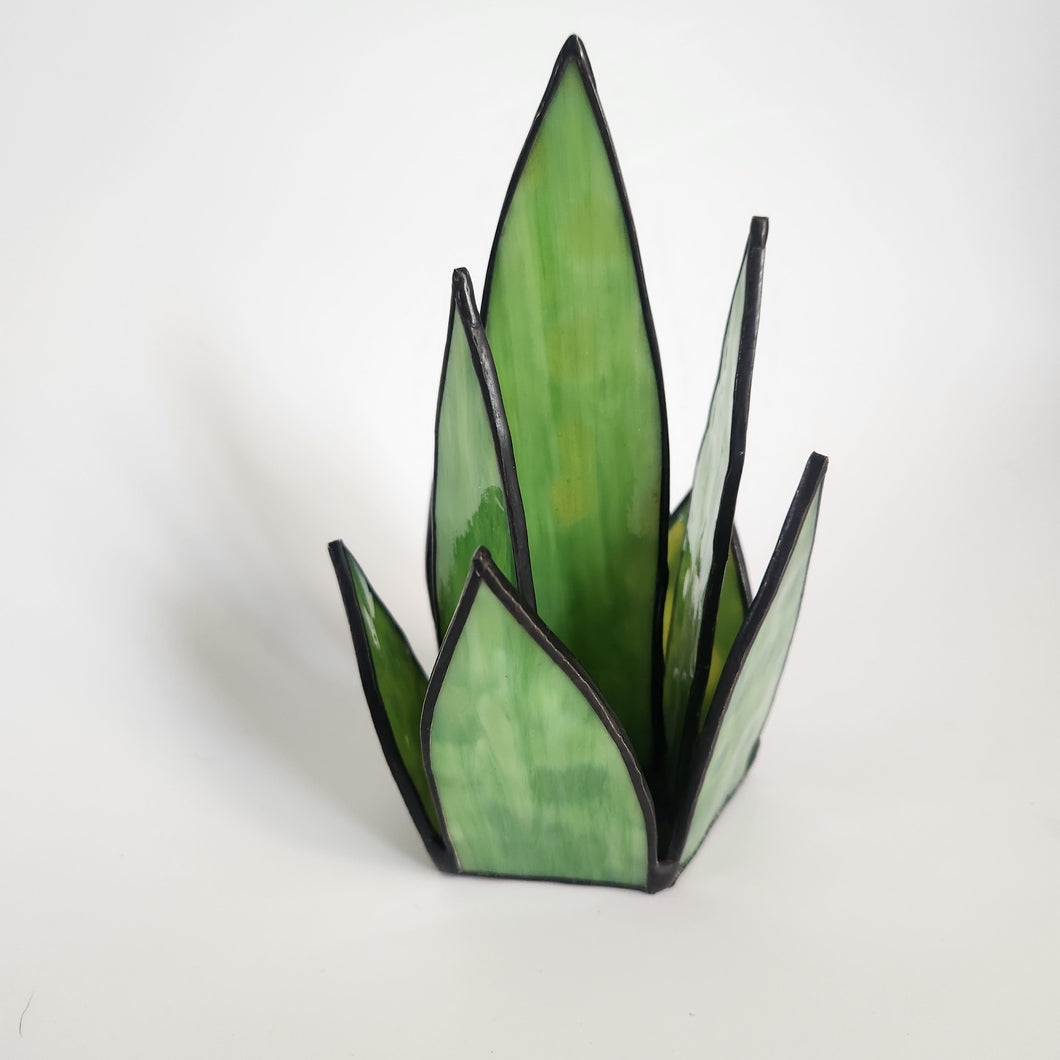 Snake Plant 1